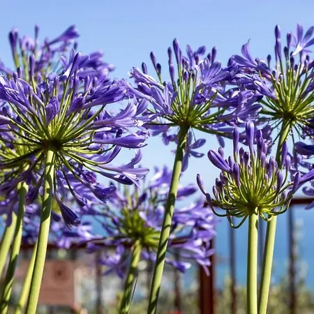 Blue Lerici * San Terenzo
